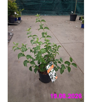 Philadelphus 'Minnesota Snowflake' C 2,5 L
